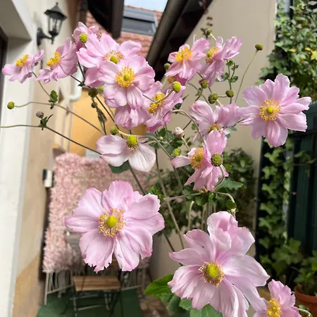 Dans Maison privée Appartement de charme, 70m2 avec pergola Et jardin à 20min MARCHE de NOEL de Strasbourg